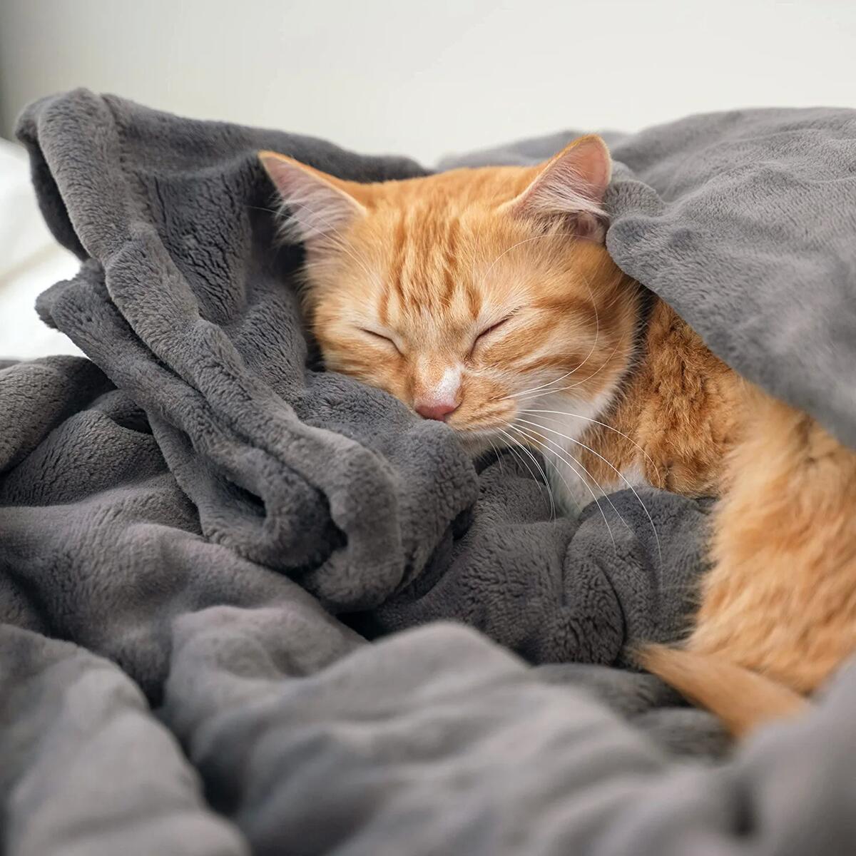Cozy Bliss Luxury Milky Deals - RebateKey