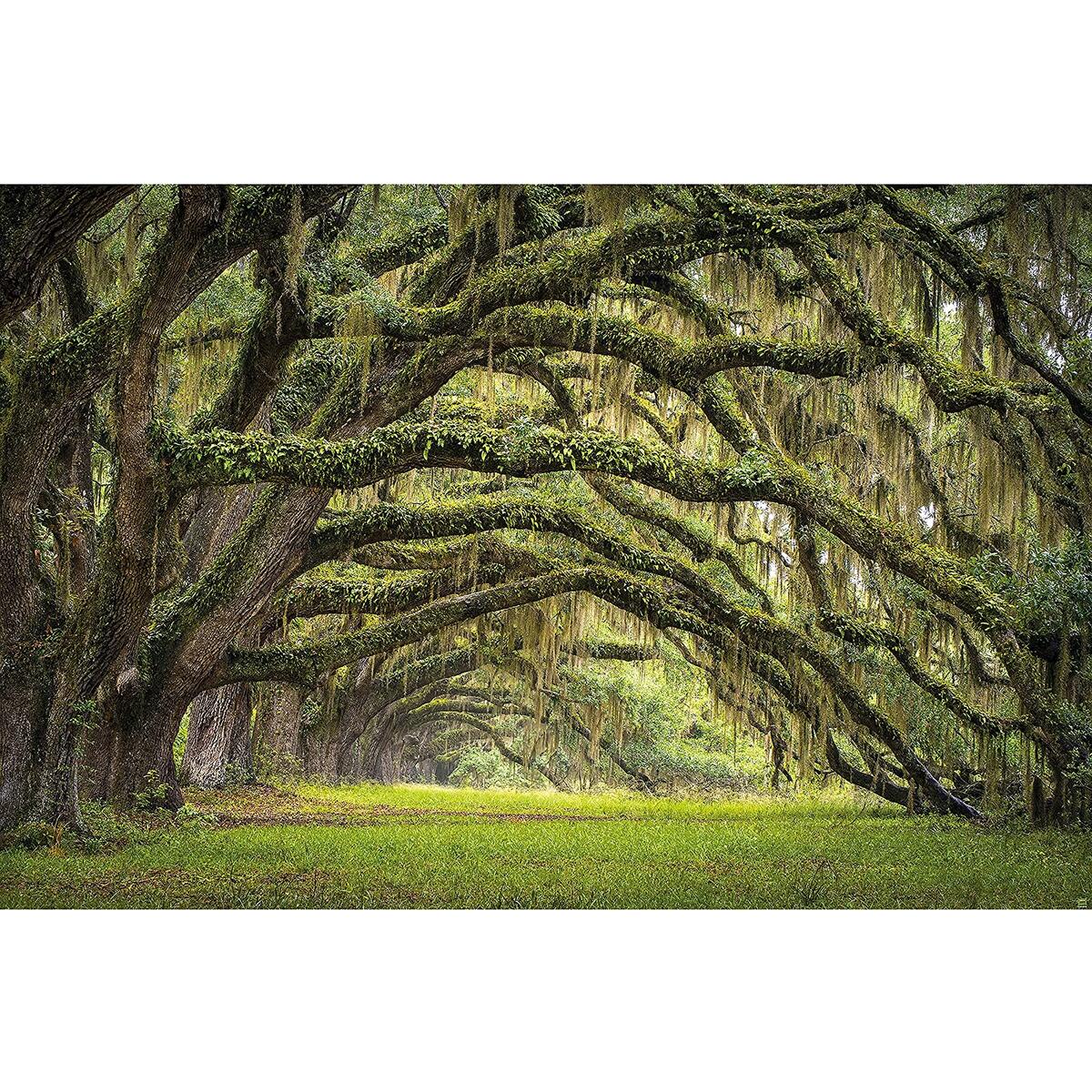 Large Photo Wallpaper Oak Promo Code - RebateKey