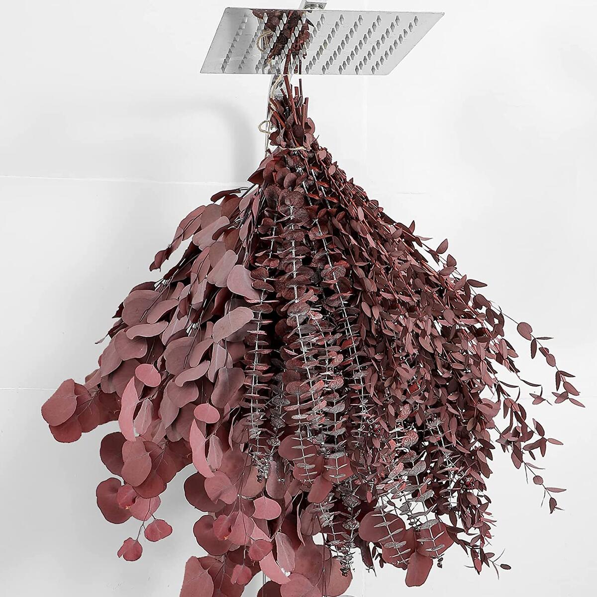 Pcs Dried Eucalyptus Stems 2 Coupons - RebateKey