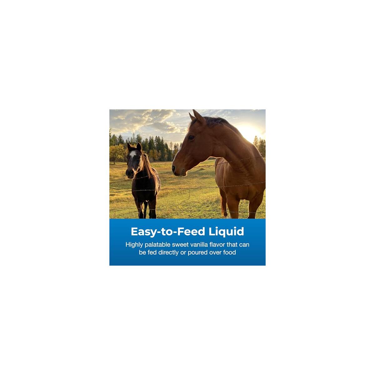 Petag Dyne High Calorie 1 Deal - RebateKey