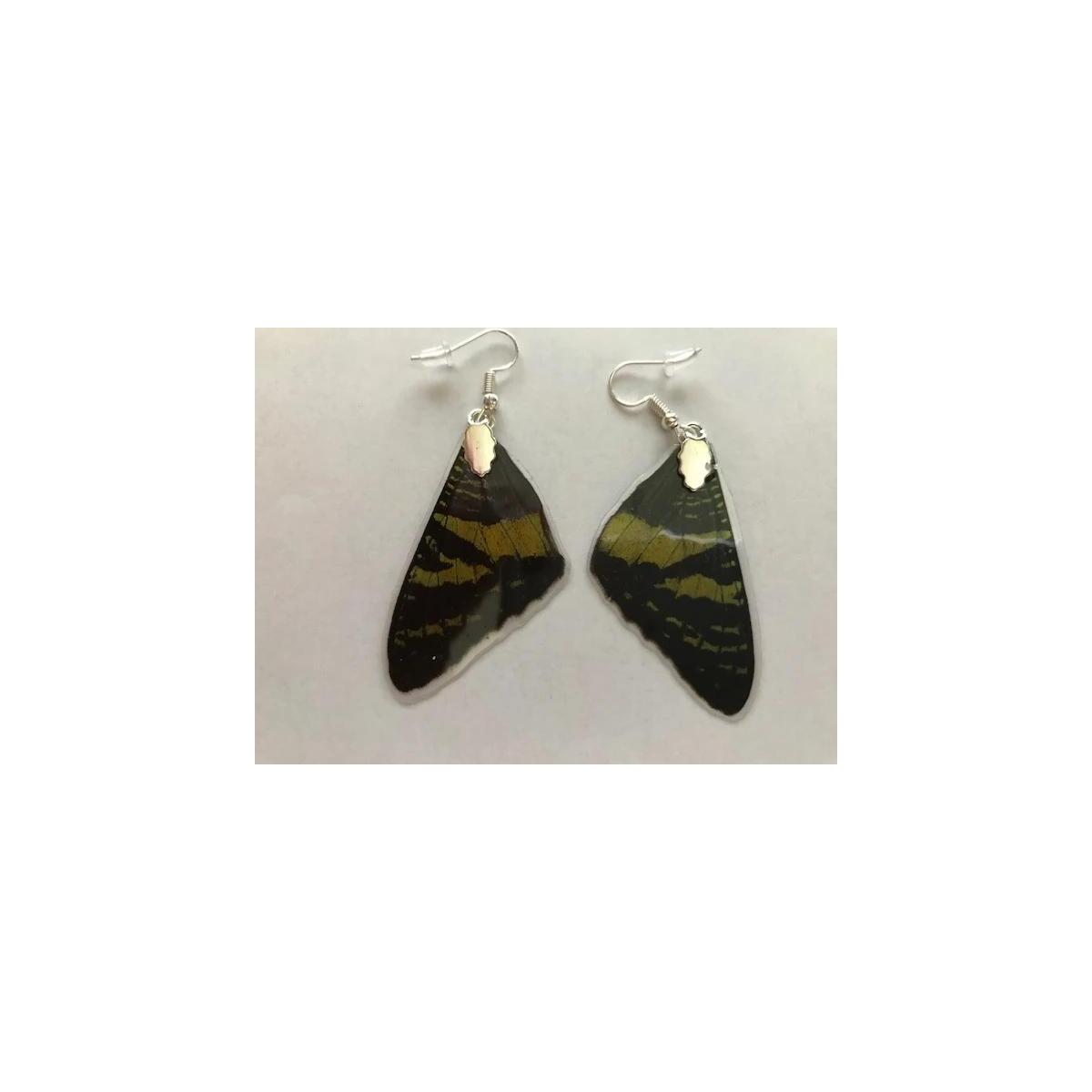 Sunset Moth Butterfly Wing Promo Codes - RebateKey