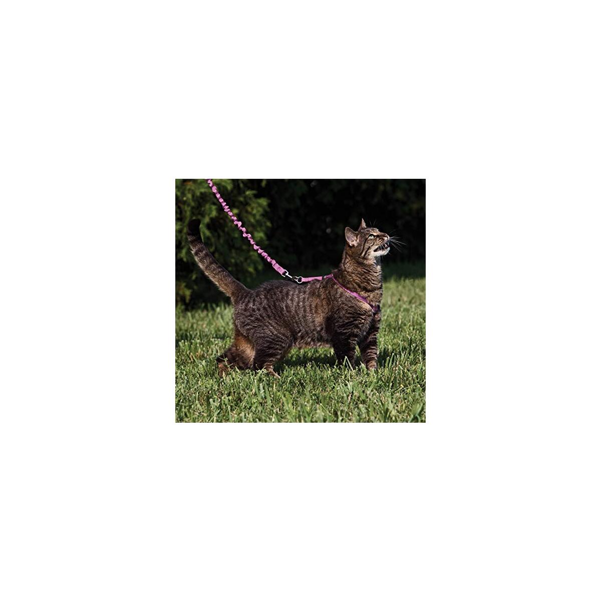 Petsafe Come With Me Deal - RebateKey