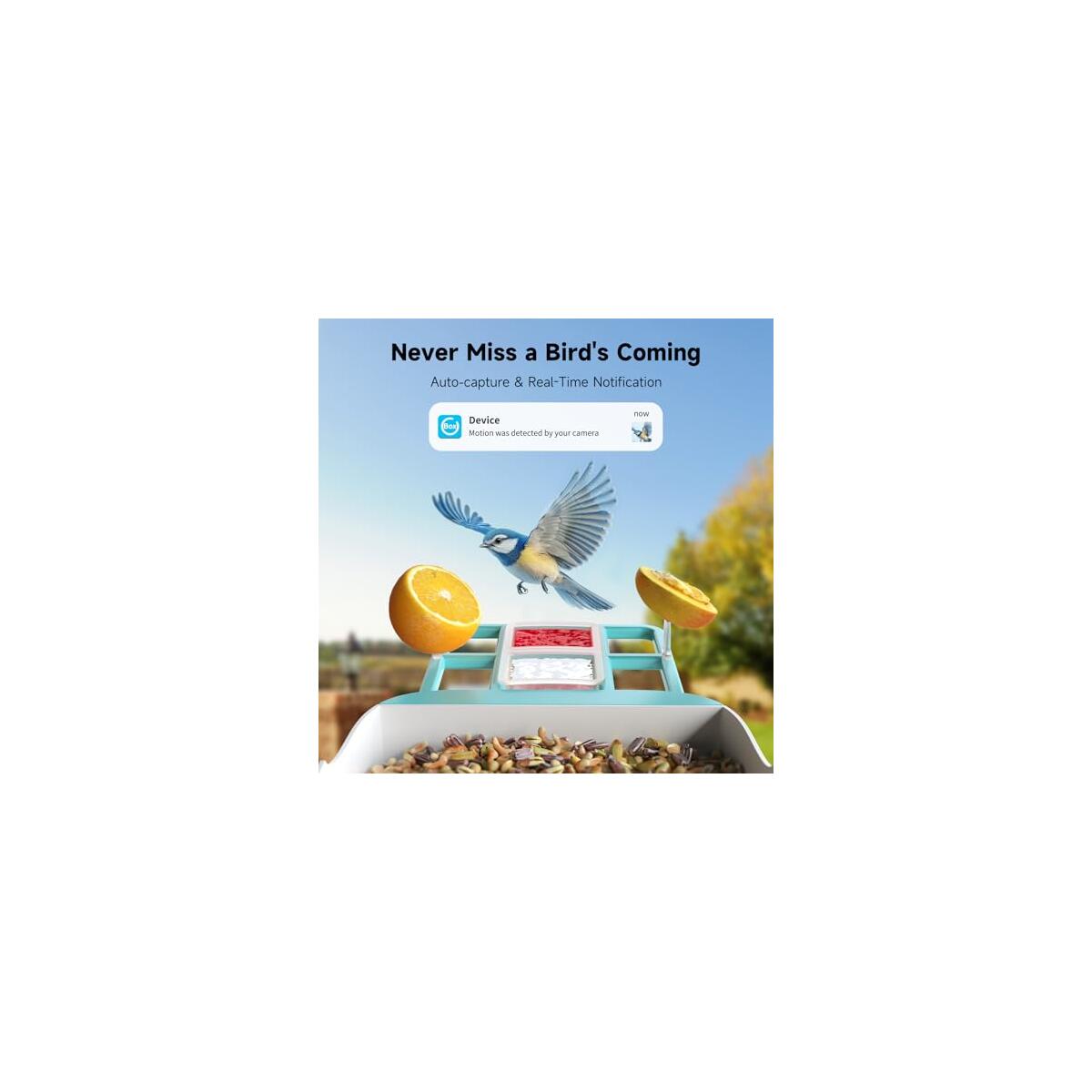 Bird Feeder With Camera 5 Deal - RebateKey