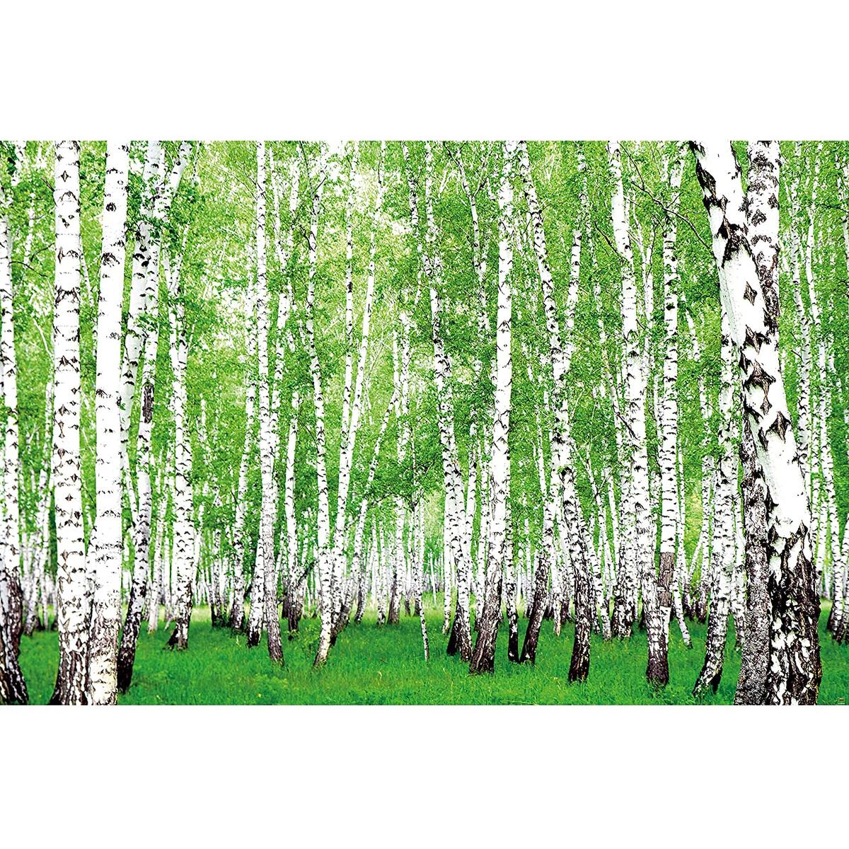 Poster Birch Forest Picture Coupon - RebateKey