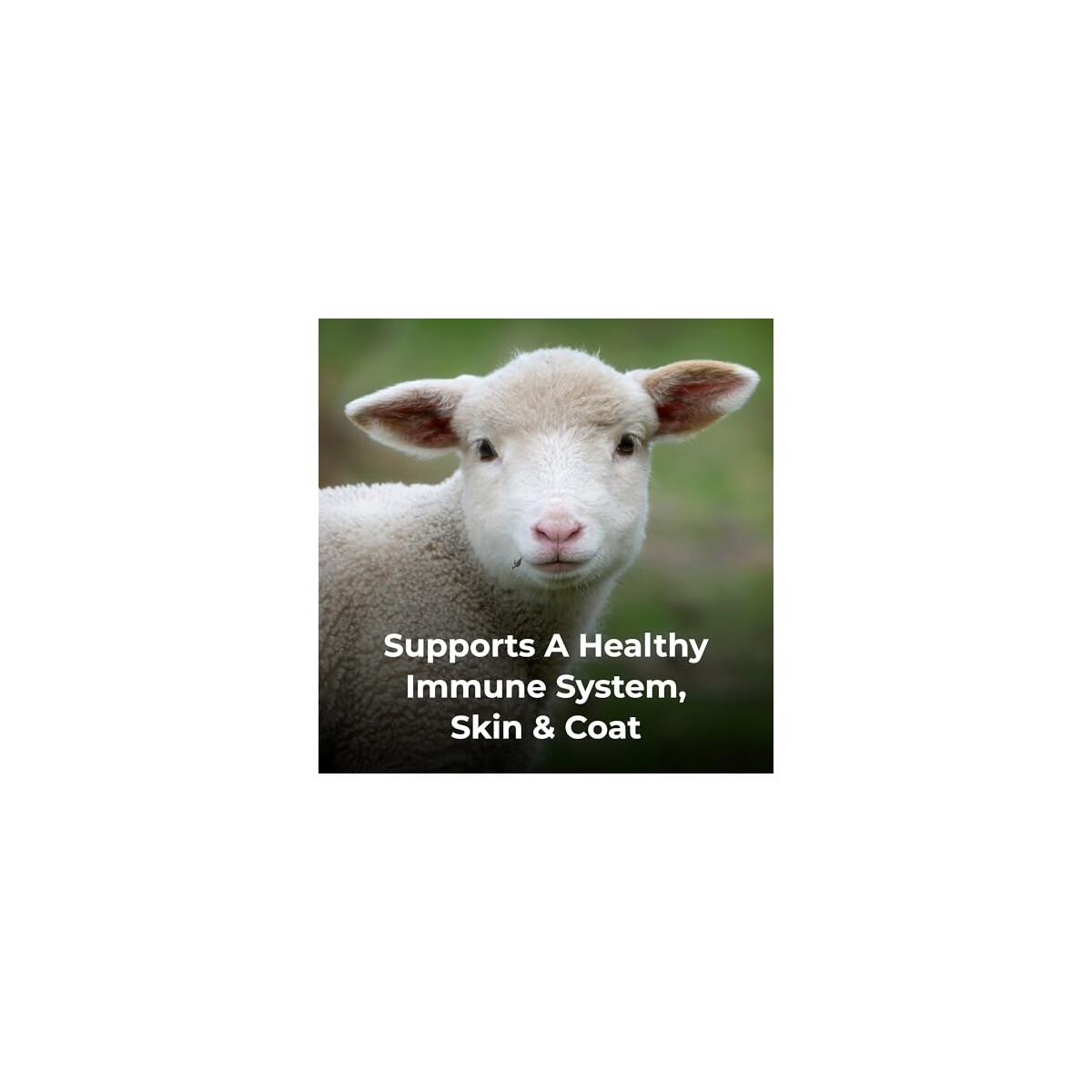 Petag Dyne High Calorie 1 Deal - RebateKey