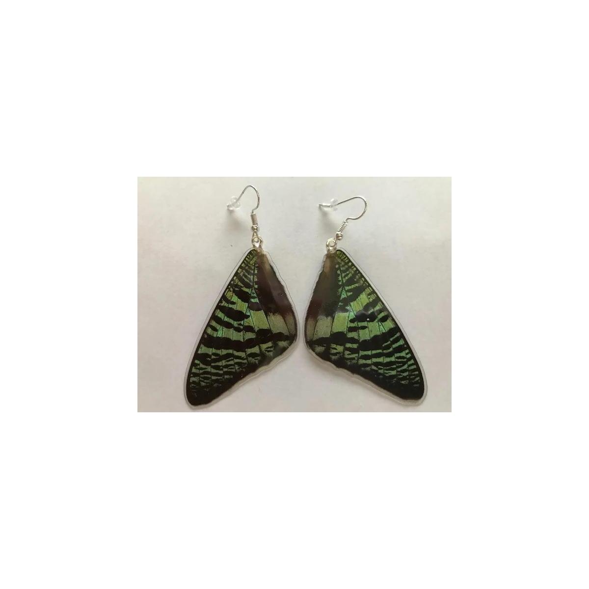 Large Sunset Moth Butterfly Coupons - RebateKey