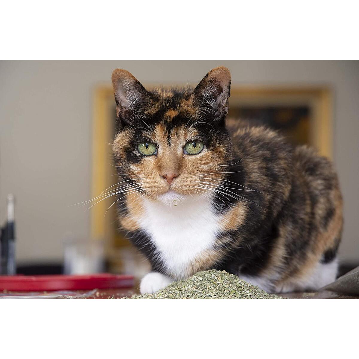 Catnip For Cats Rebate - RebateKey