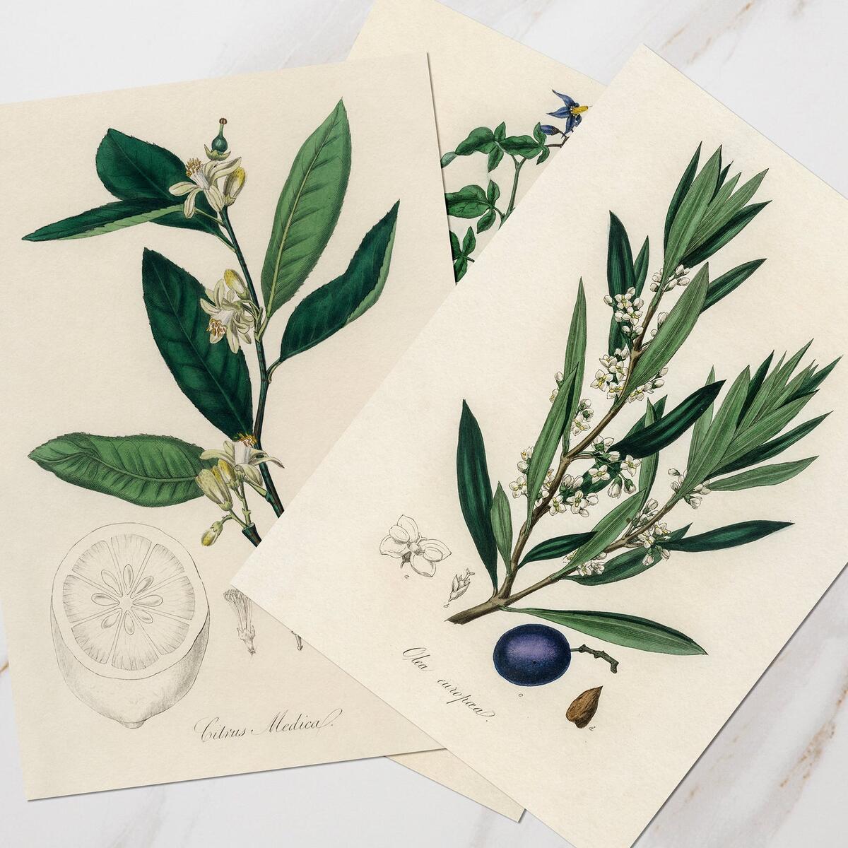 Flowers Set Printable Cashback Rebates - RebateKey