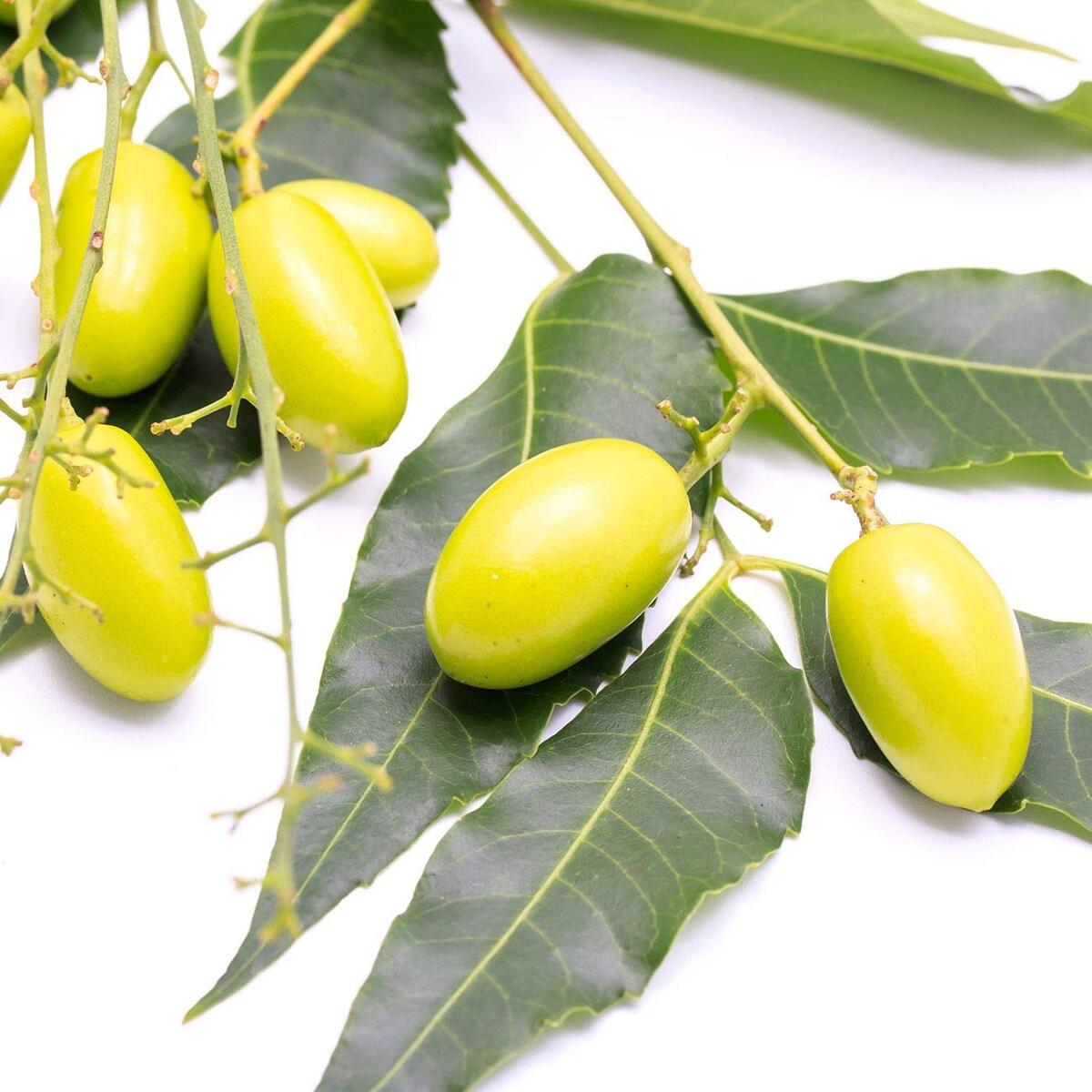 Organic Neem Oil Rebates - RebateKey