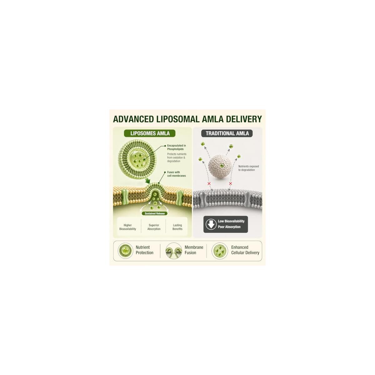 Amla Superfruit Capsules Cashback Rebates - RebateKey