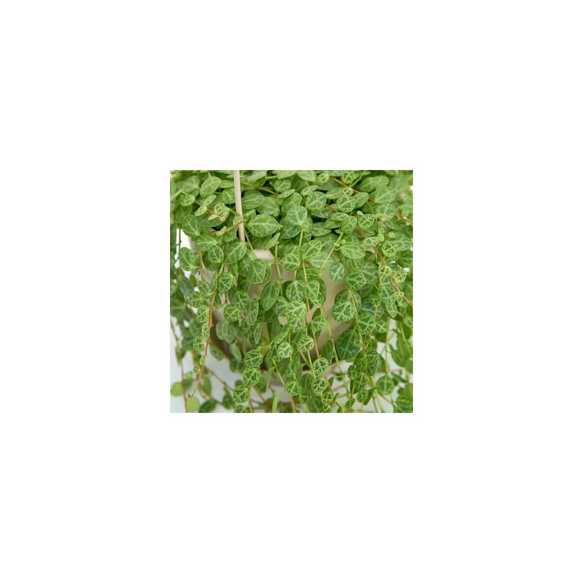 String Of Turtles Plant Rebate - RebateKey