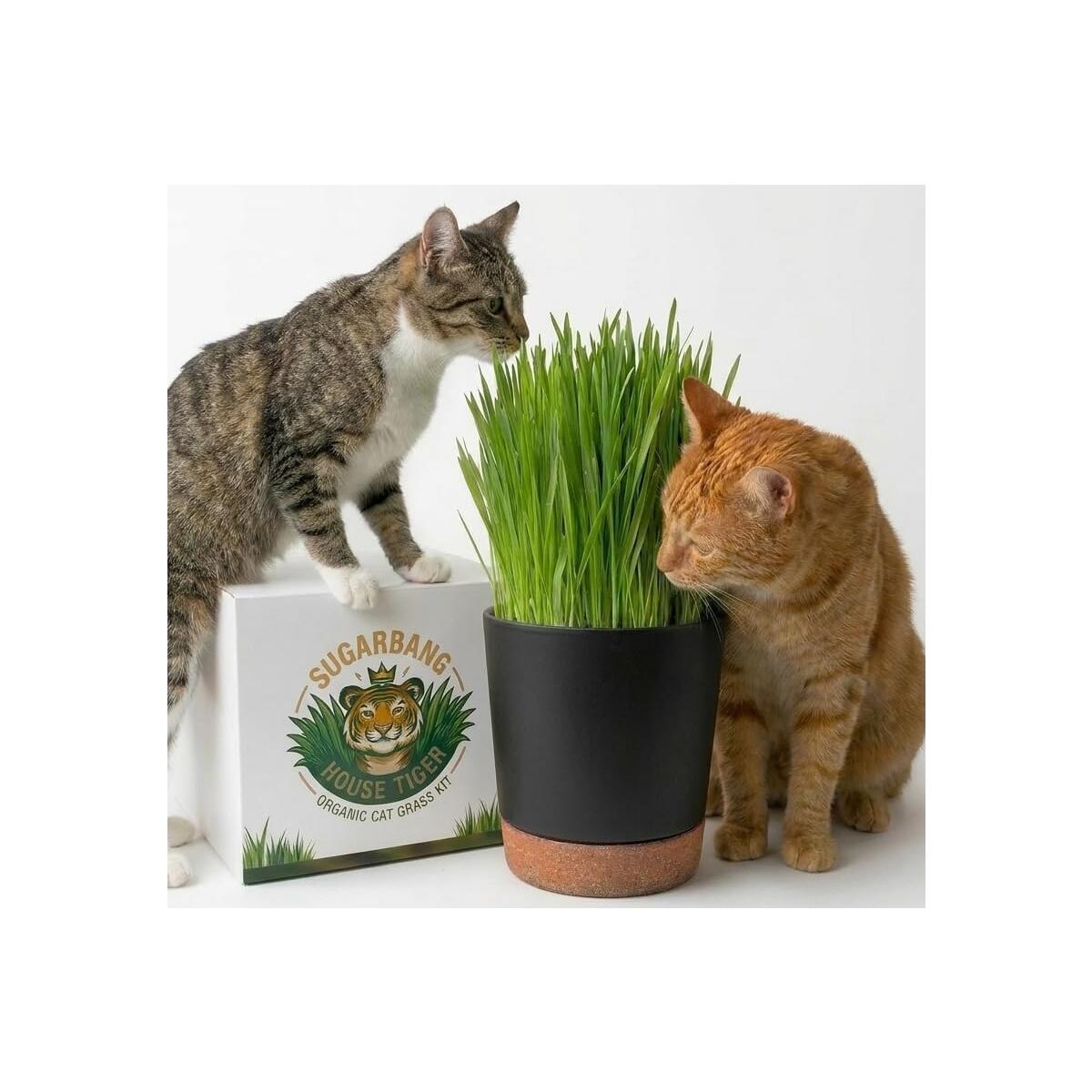 House Tiger Organic Cat Grass Kit