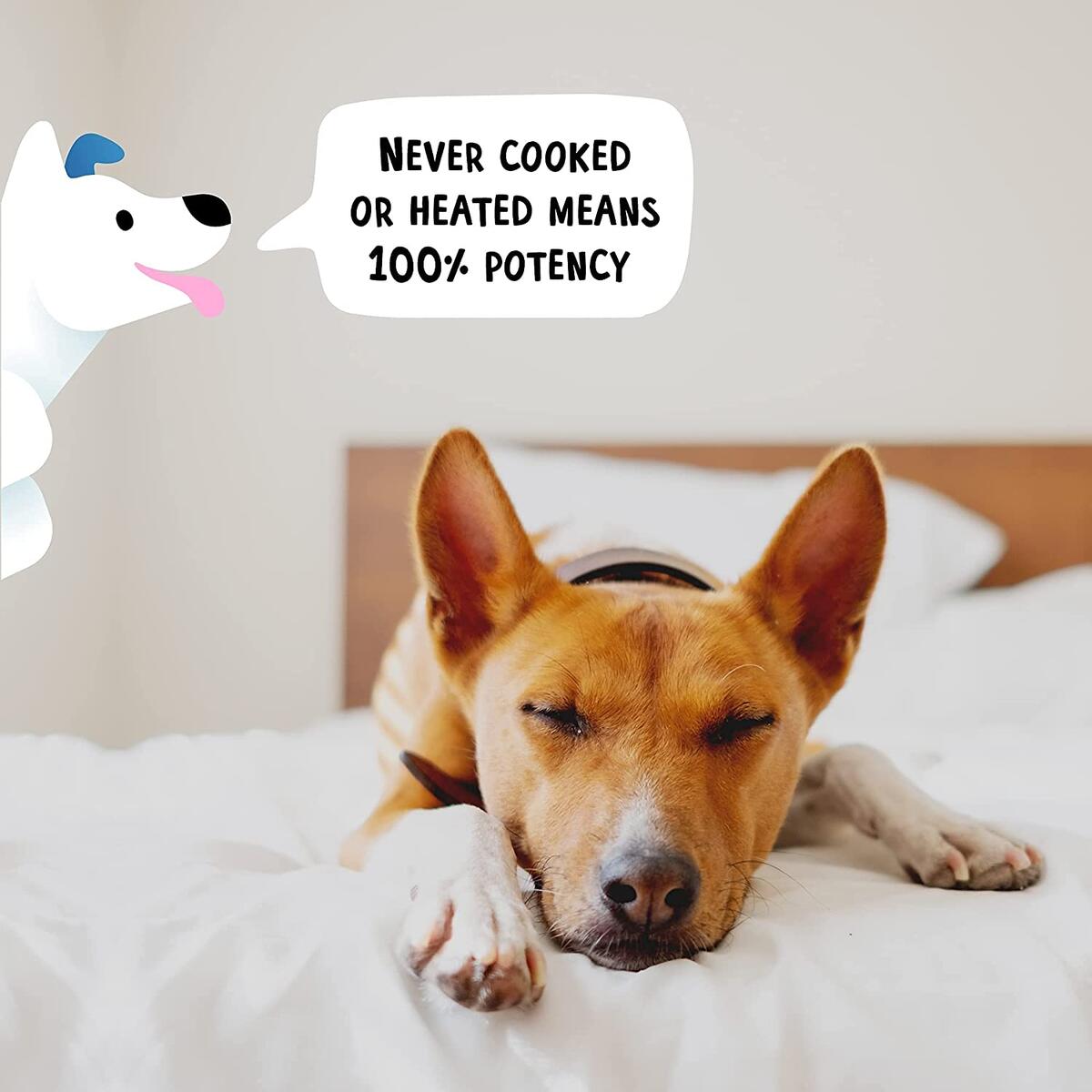 Active Chews Probiotics For Dogs Cash Back - RebateKey