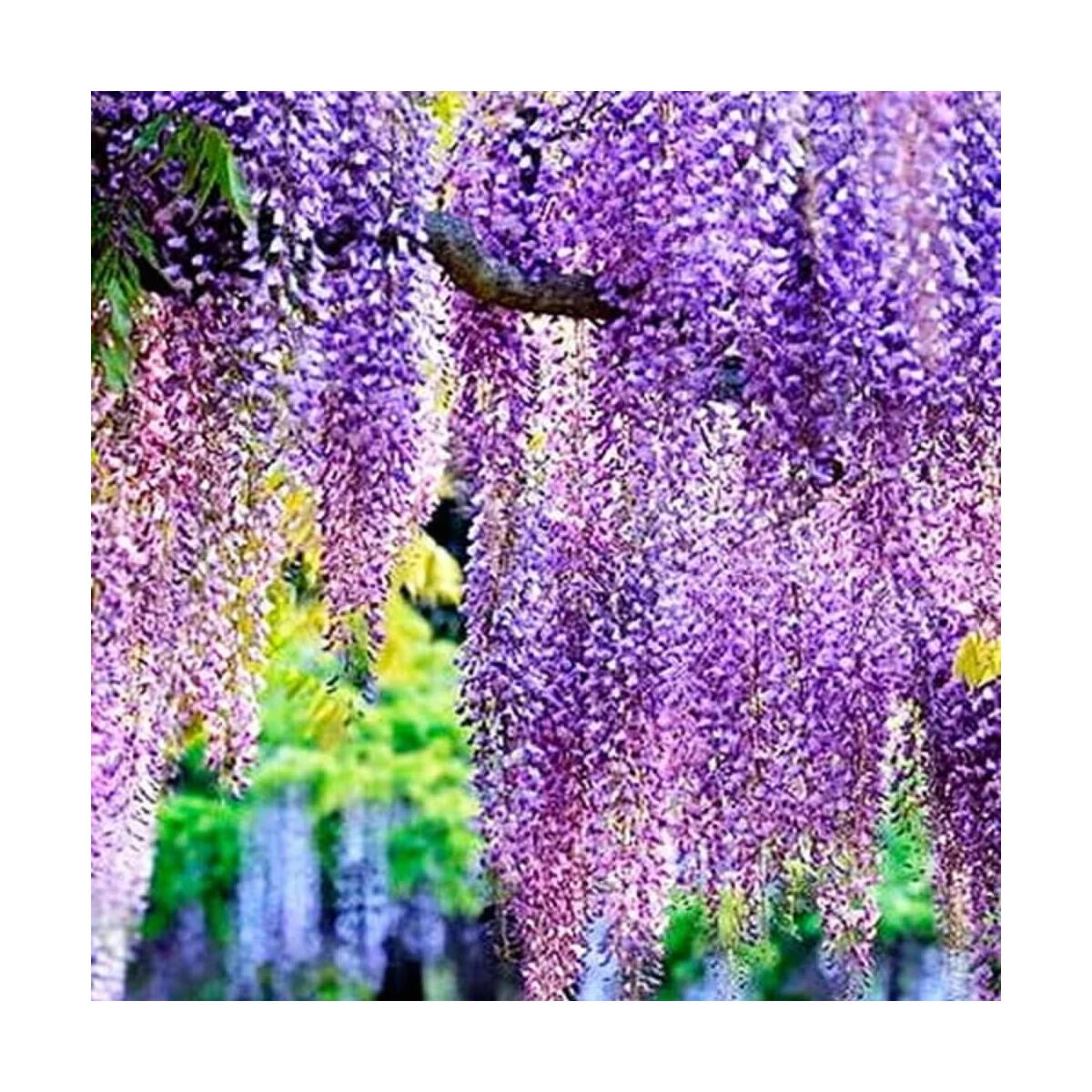 Wisteria Live Plant Cashback Rebate - RebateKey