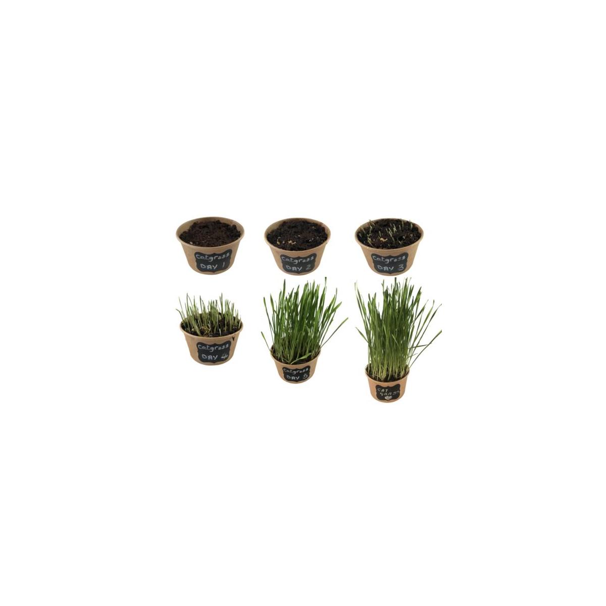 Cat Grass Kit Cash Back - RebateKey
