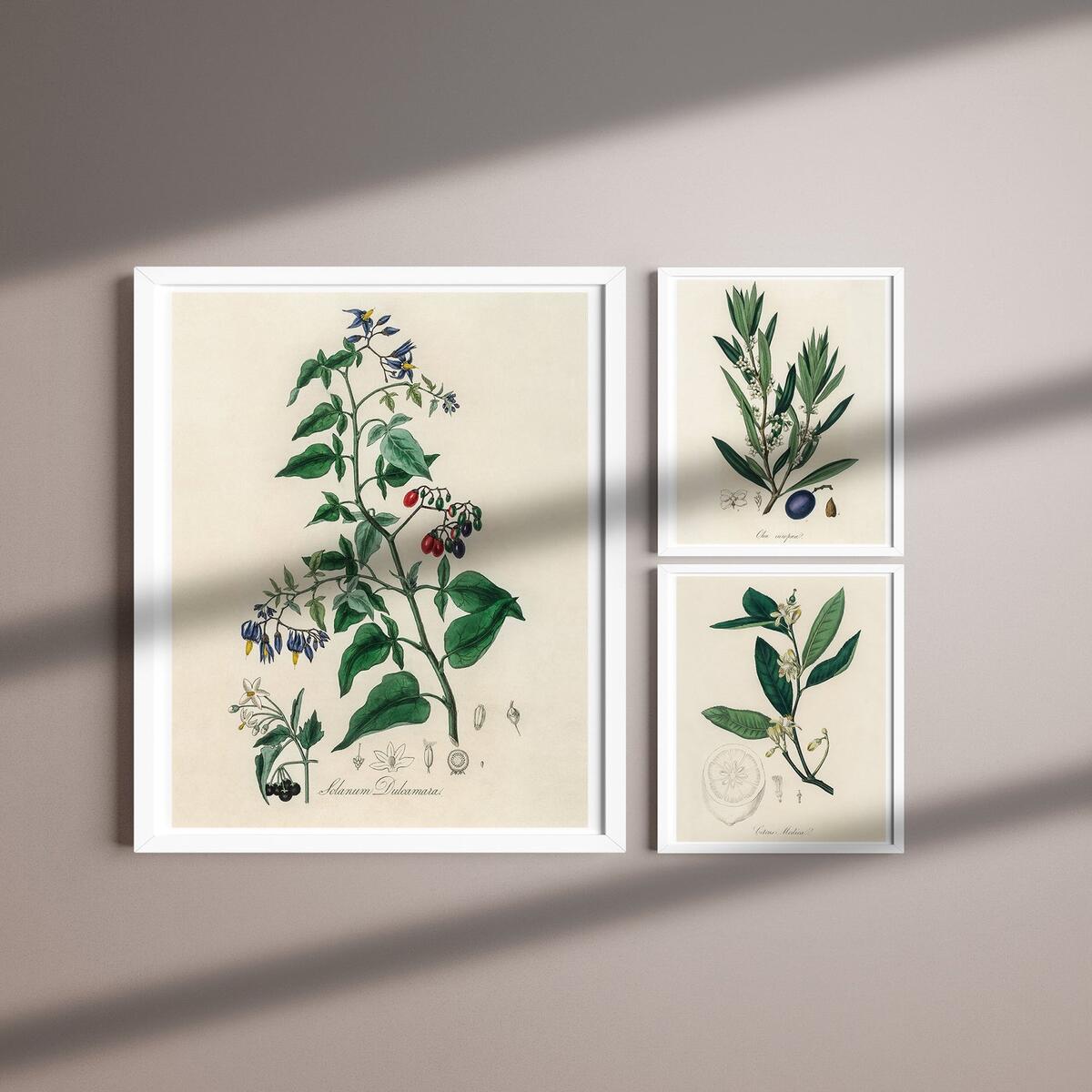 Flowers Set Printable Cashback Rebates - RebateKey