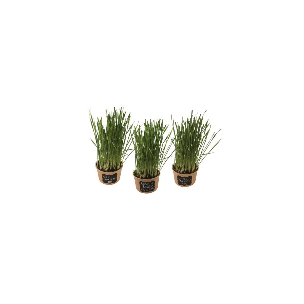 Cat Grass Kit Cash Back - RebateKey