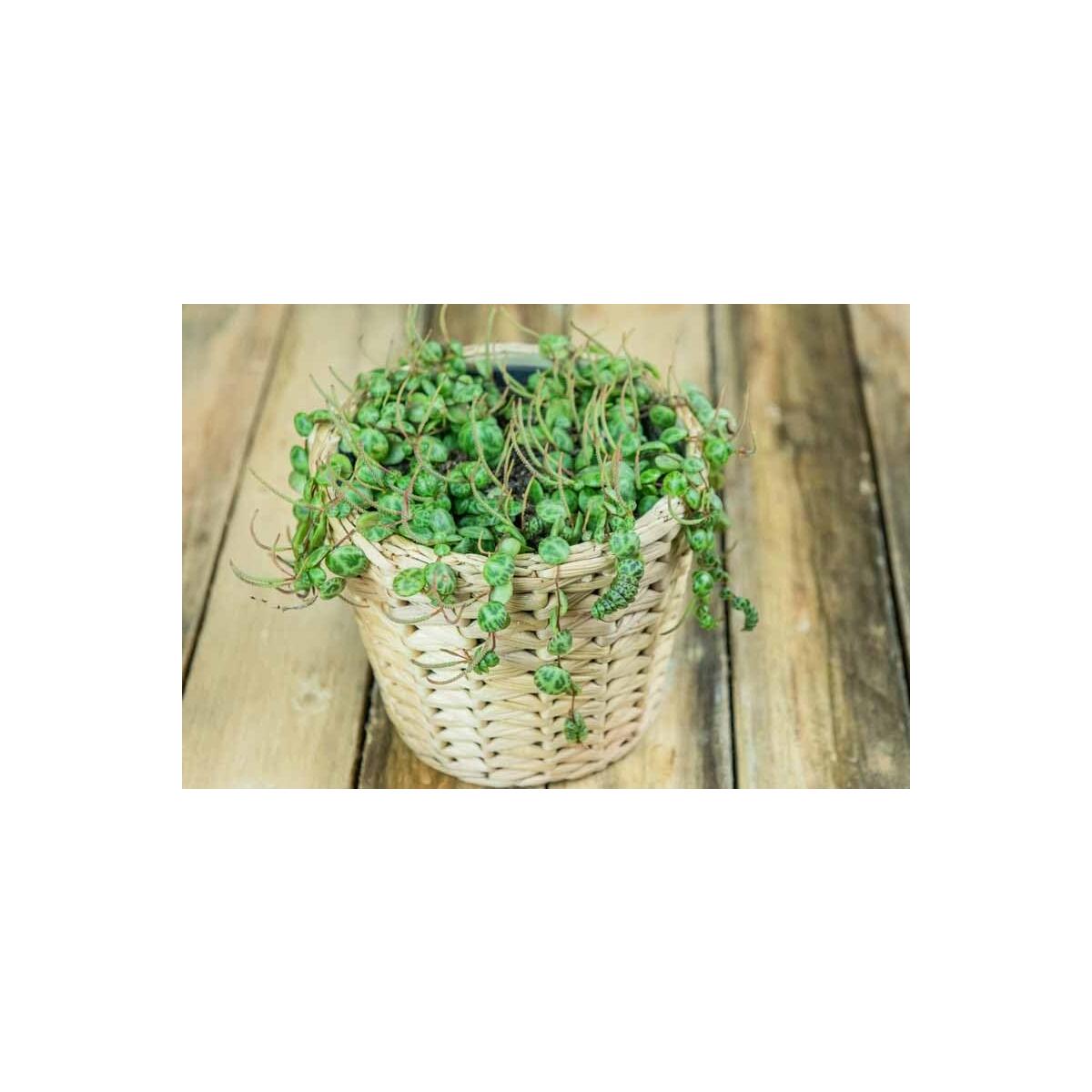 String Of Turtles Plant Rebate - RebateKey