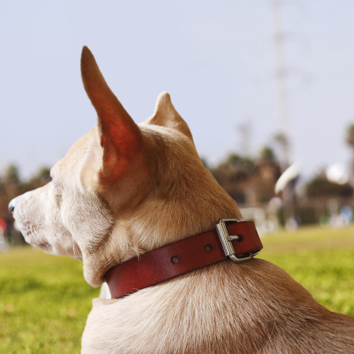 Leather Dog Collar 2 Cash Back - RebateKey