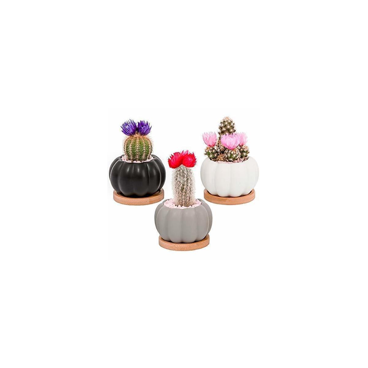 Succulent Cactus Plant Mini Pots With Bamboo Saucers 3 Pack Indoor Outdoor5 Cash Back - RebateKey