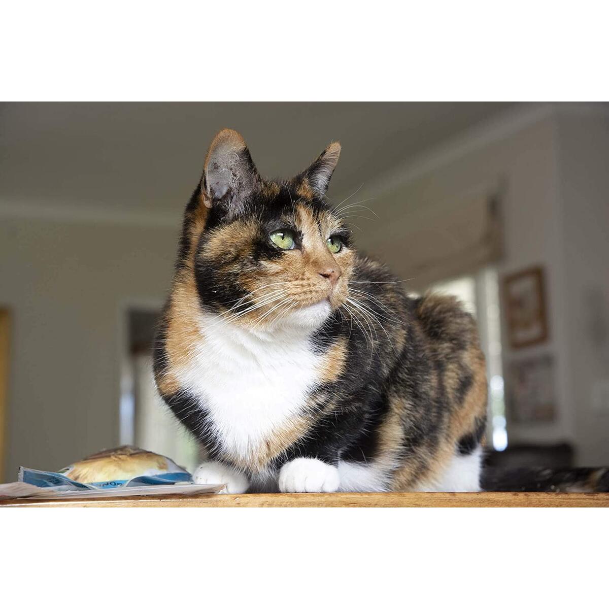 Catnip For Cats Rebate - RebateKey