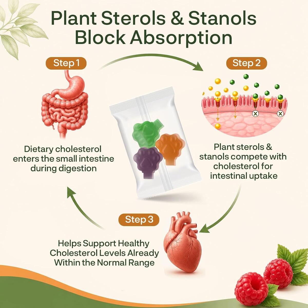 Plant Sterols Stanols Gummies Rebate - RebateKey