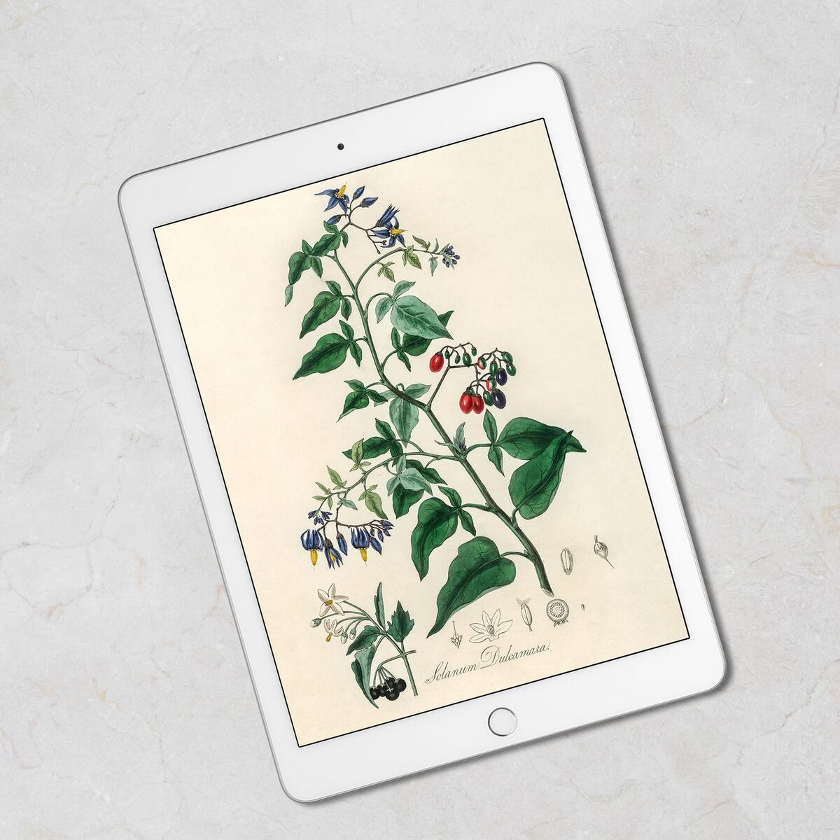 Flowers Set Printable Cashback Rebates - RebateKey