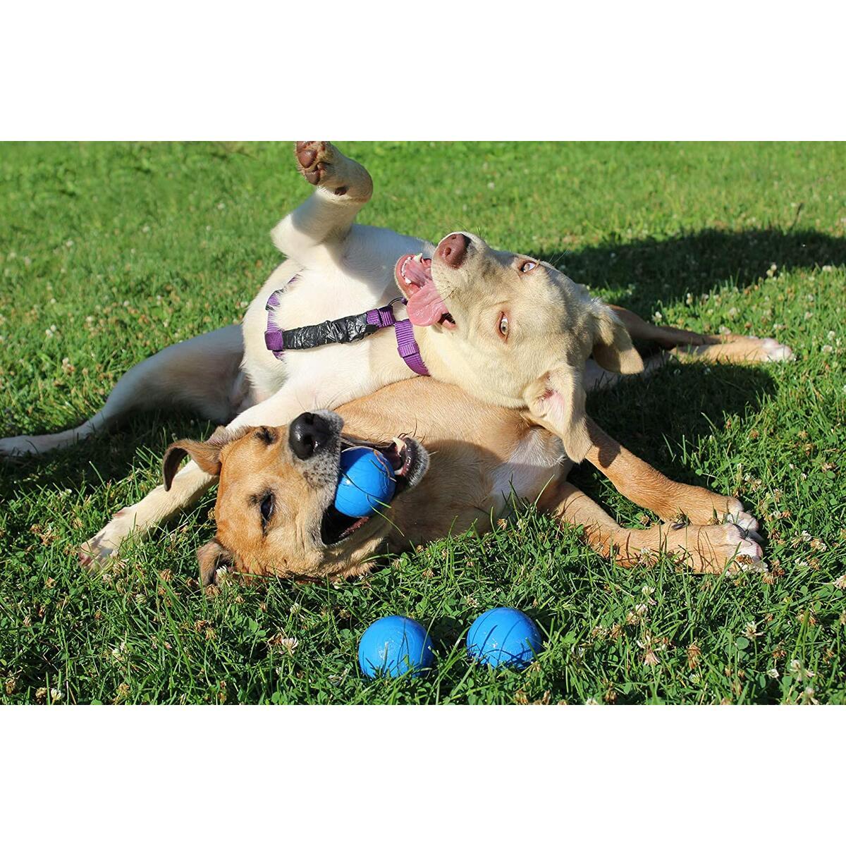 Indestructible Dog Toy Rebate - RebateKey