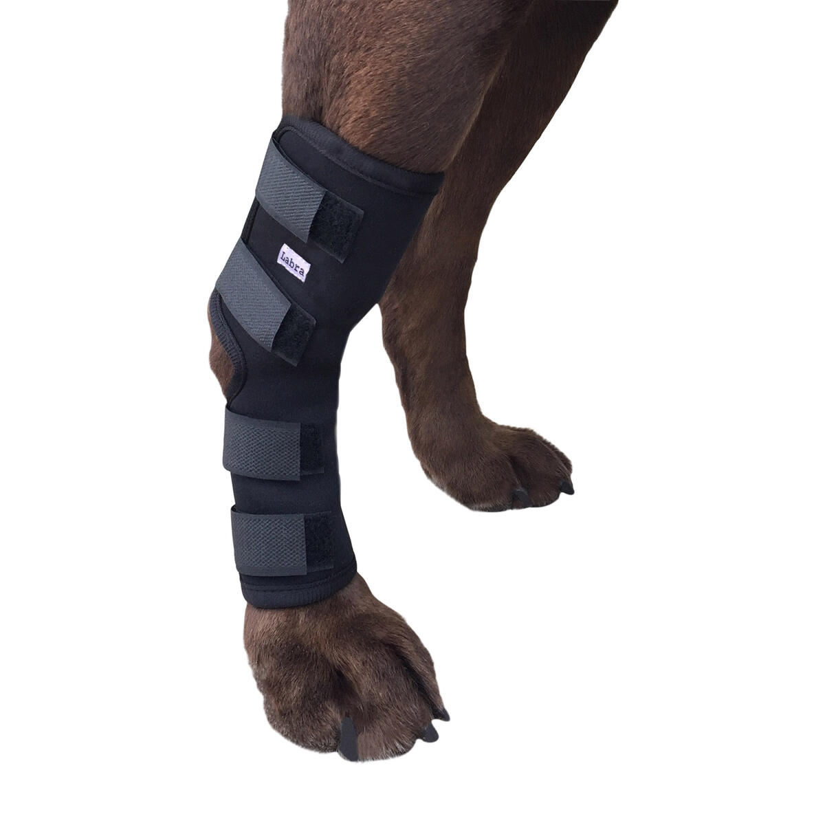 Labra Rear Leg Dog Brace Rebates - RebateKey