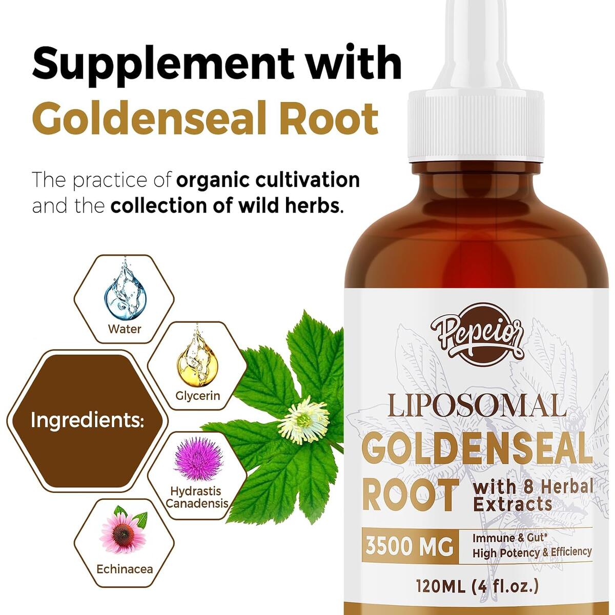 Goldenseal Root Cash Back - RebateKey