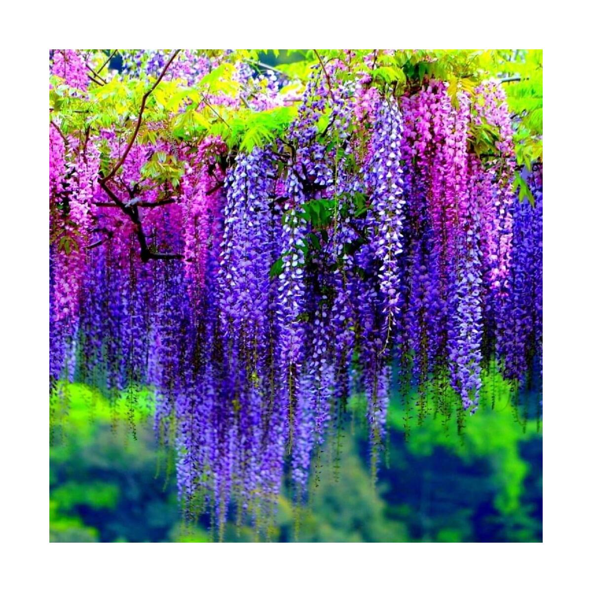 Wisteria Live Plant Cashback Rebate - RebateKey