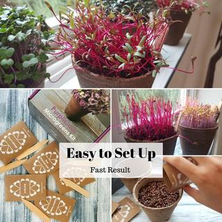 purplicious sprouting microgreens