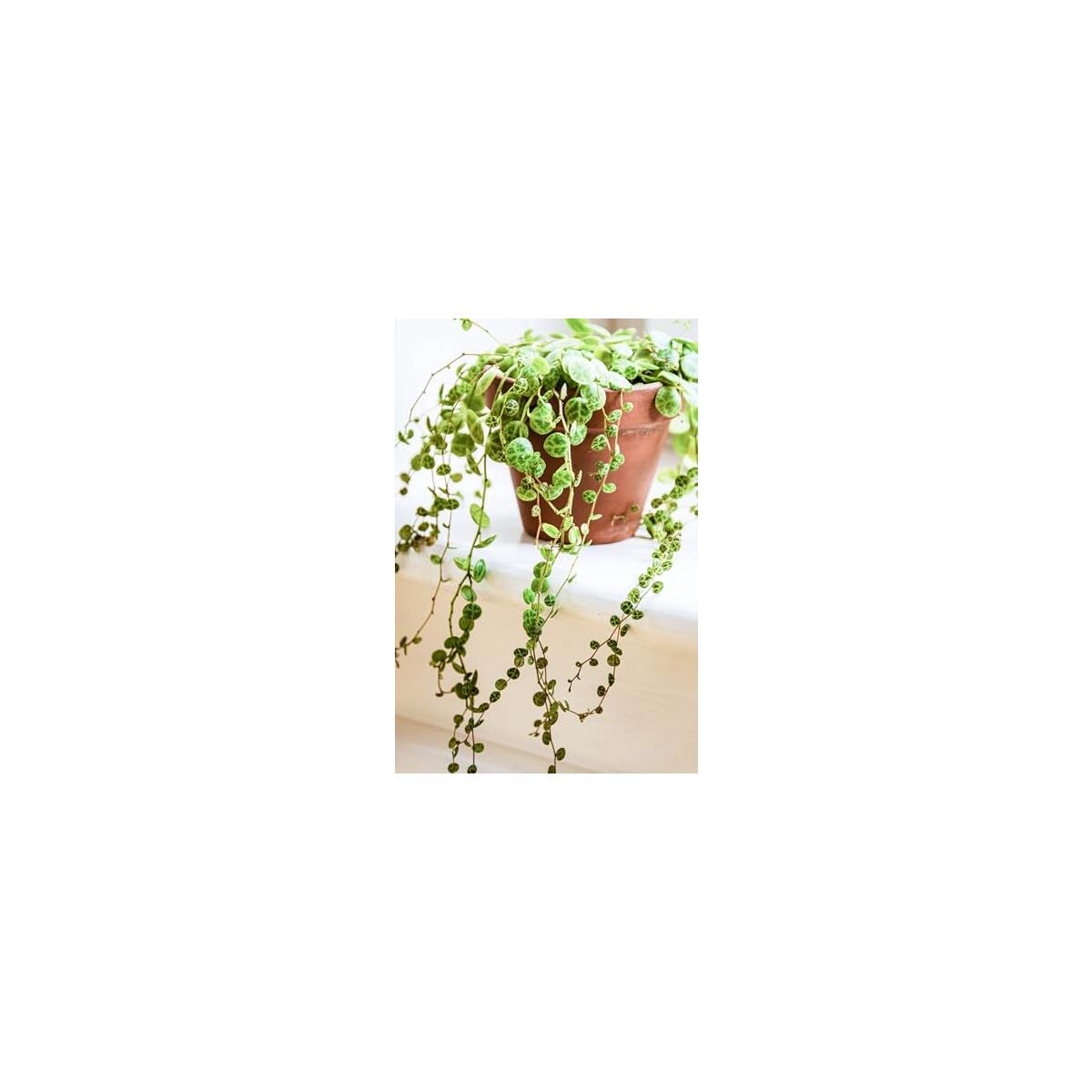 String Of Turtles Plant Rebate - RebateKey