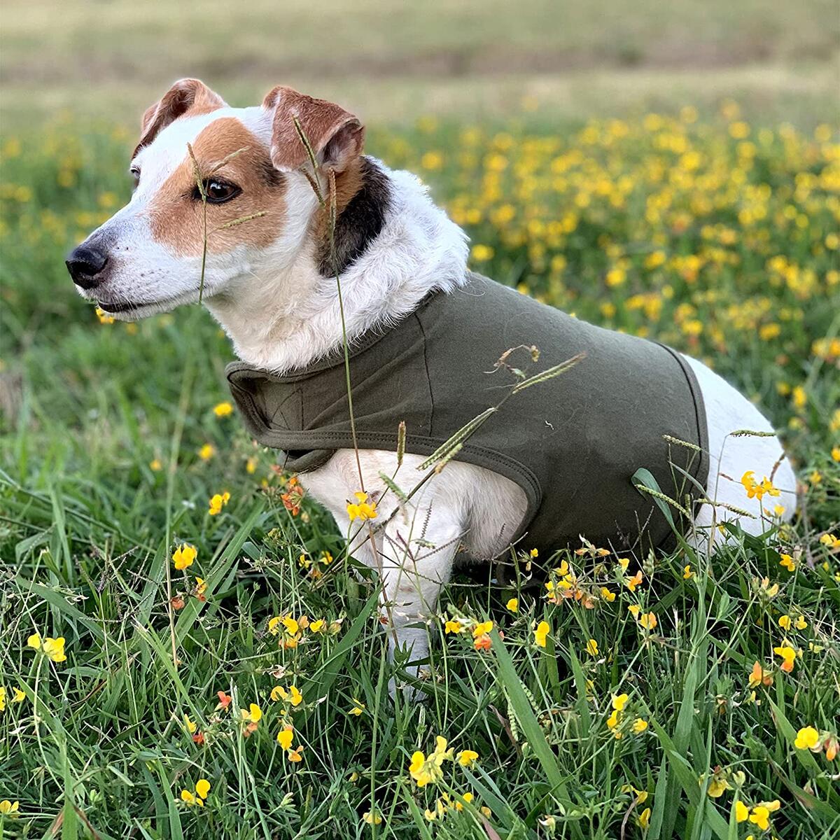 Dogs Anti Anxiety Rebates - RebateKey