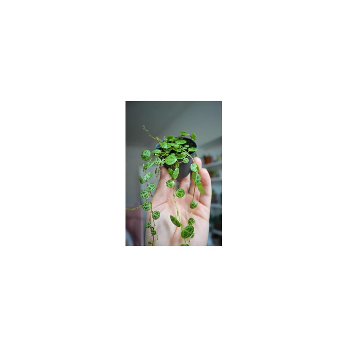String Of Turtles Plant Rebate - RebateKey