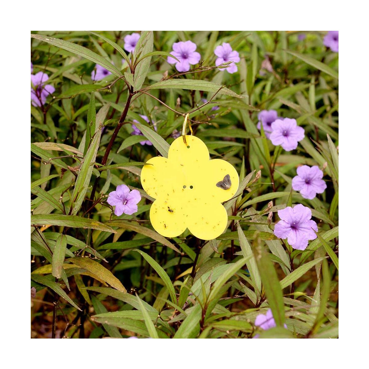 Insect Fly Trap Cashback Rebates - RebateKey