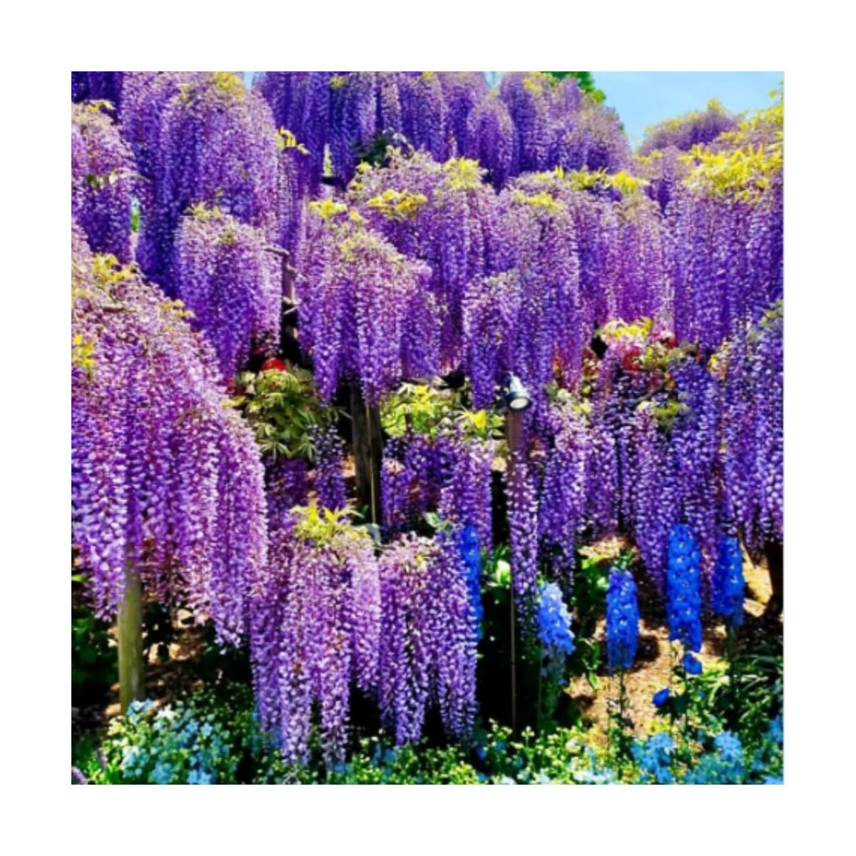 Wisteria Live Plant Cashback Rebate - RebateKey
