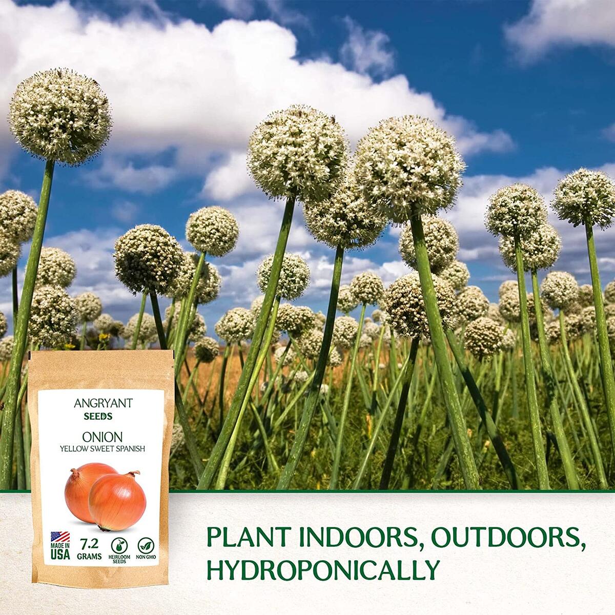 Onion Seeds Cashback Rebate - RebateKey