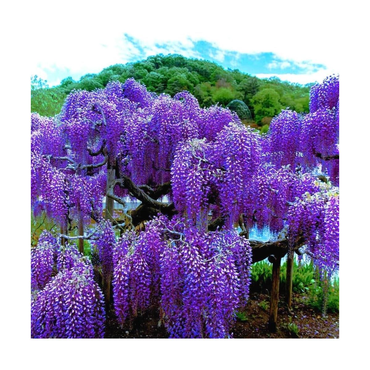 Wisteria Live Plant Cashback Rebate - RebateKey