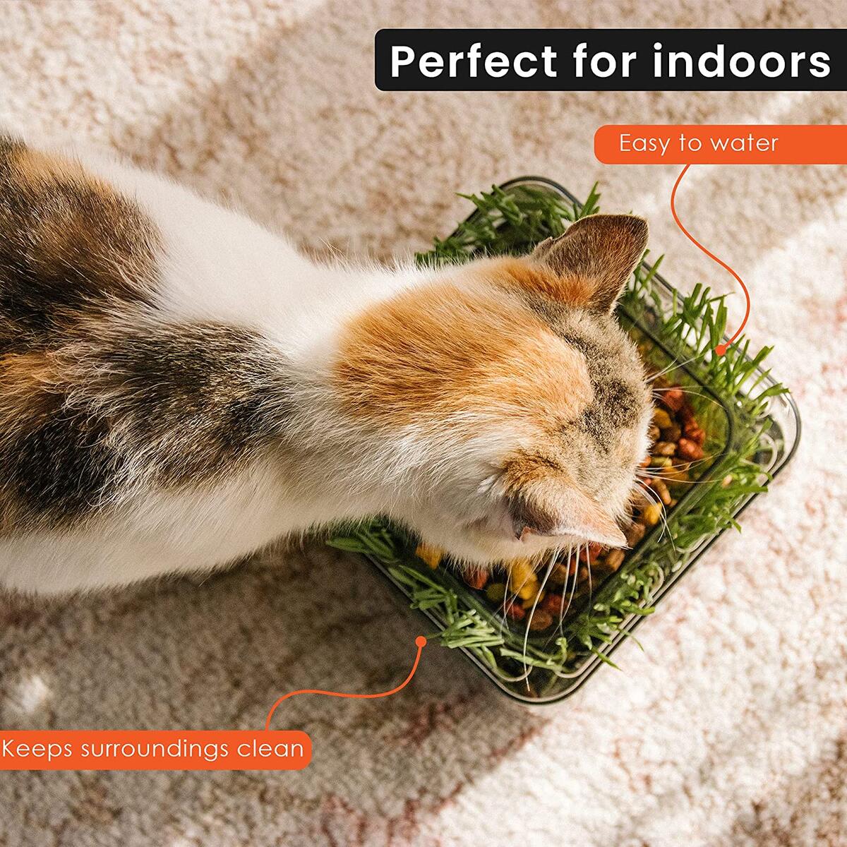 Cat Bowls With Cat Grass Rebates - RebateKey