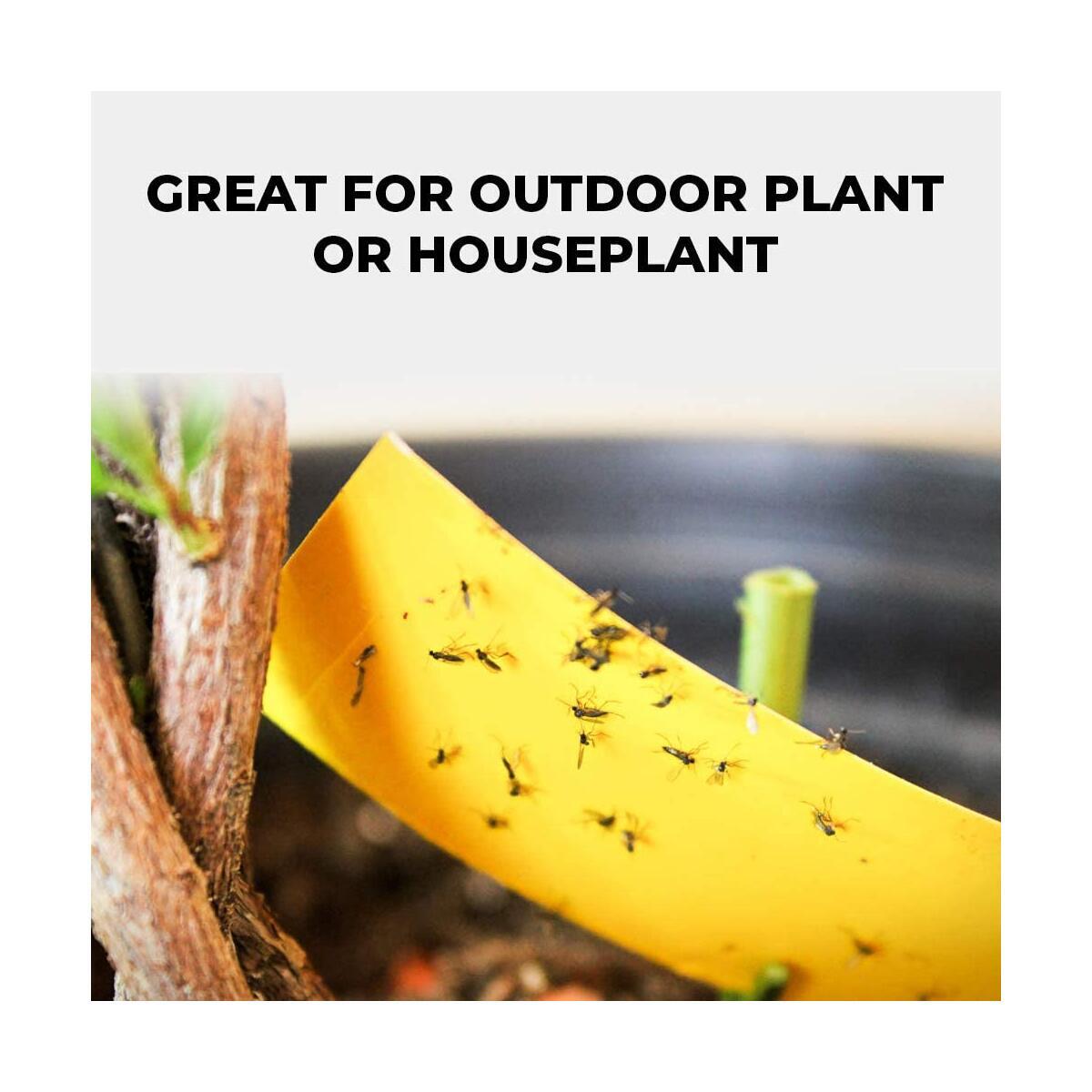 Fly Traps Cashback Rebates - RebateKey