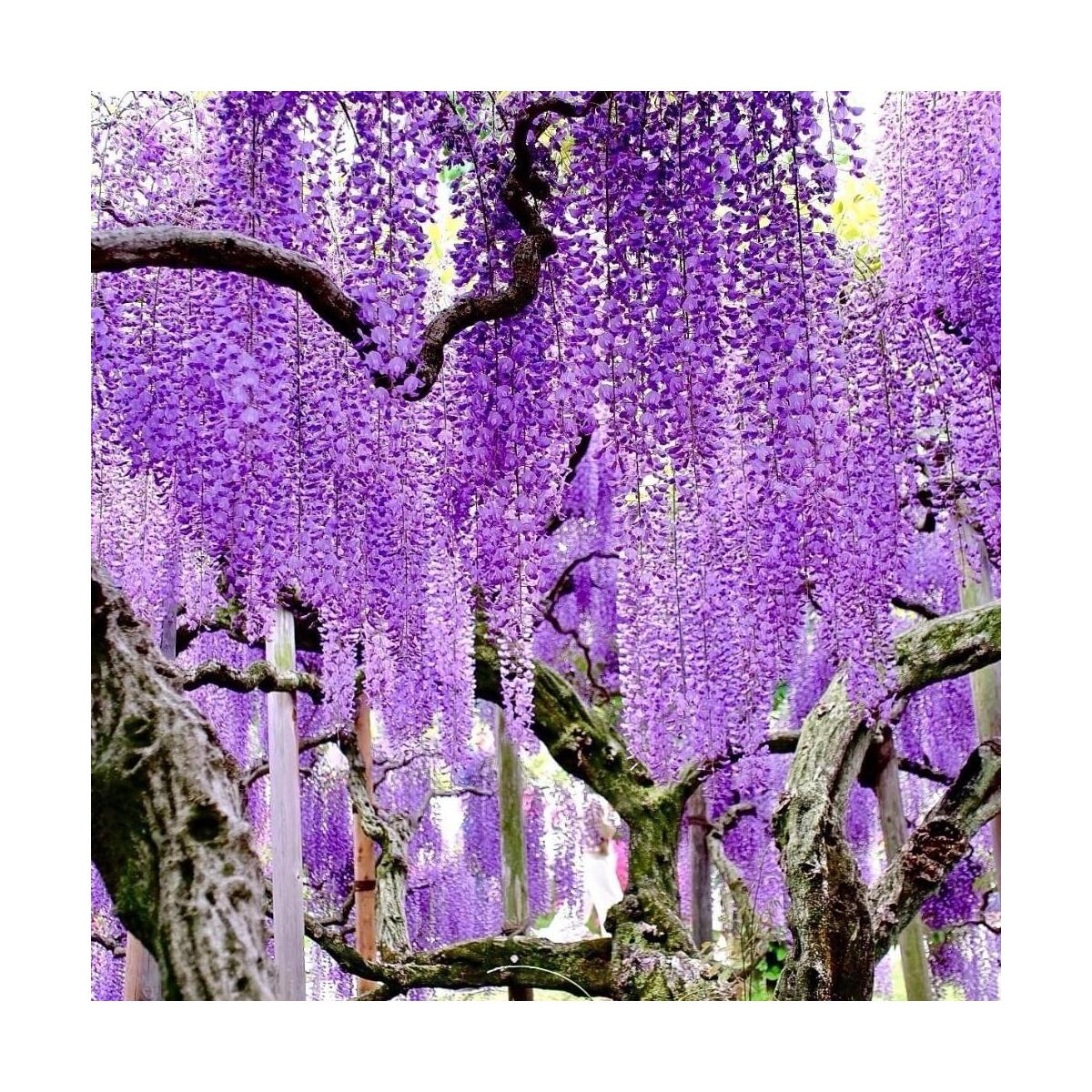 Wisteria Live Plant Cashback Rebate - RebateKey