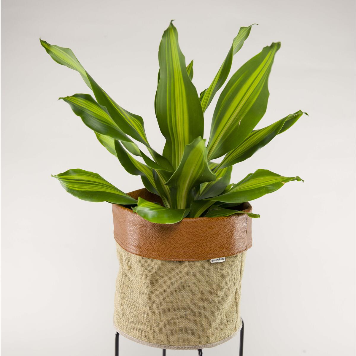 Plant Basket 6 Rebates - RebateKey