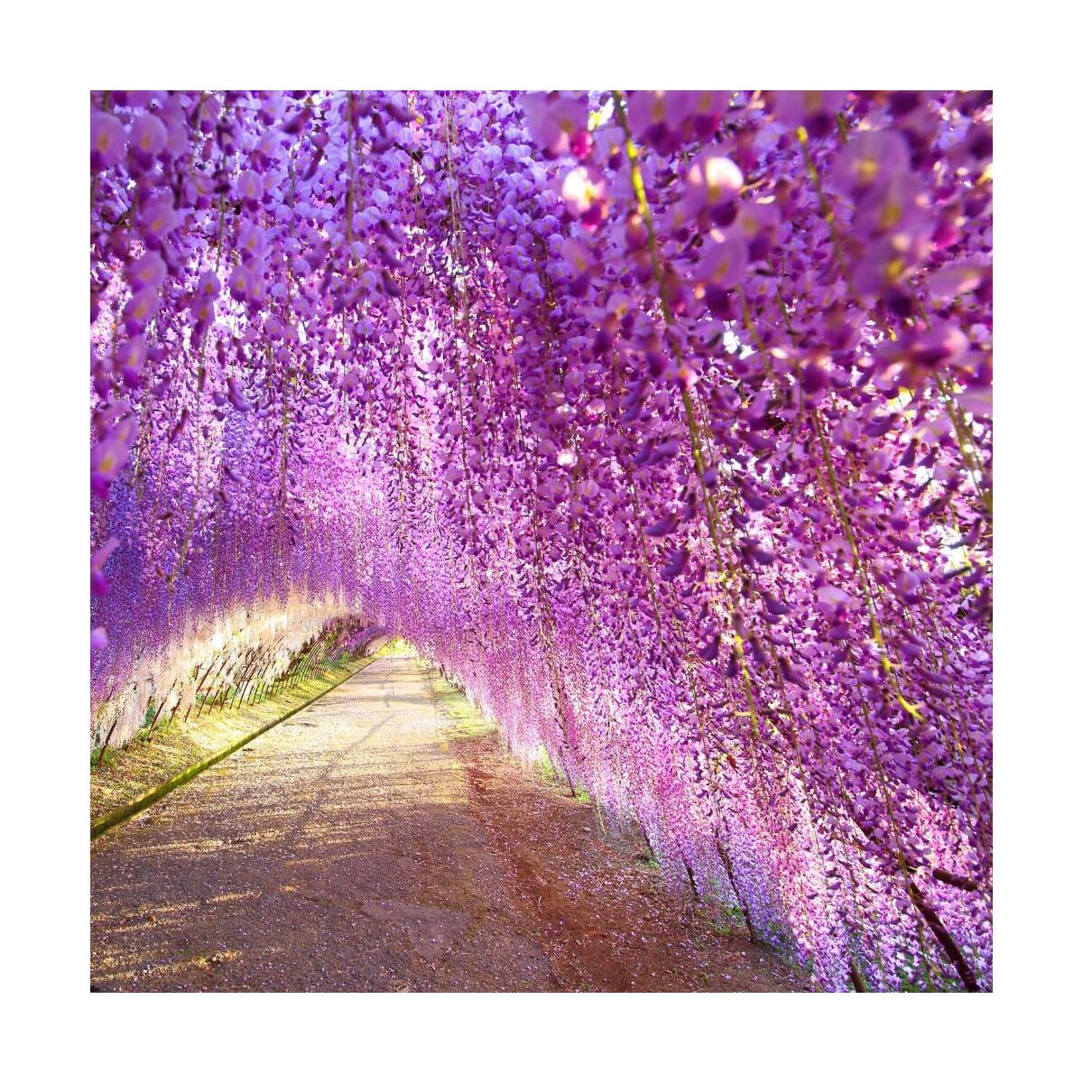 Wisteria Live Plant Cashback Rebate - RebateKey