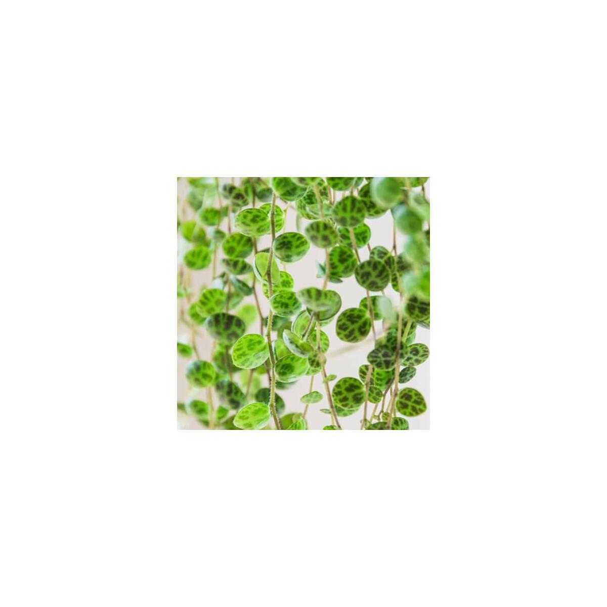 String Of Turtles Plant Rebate - RebateKey