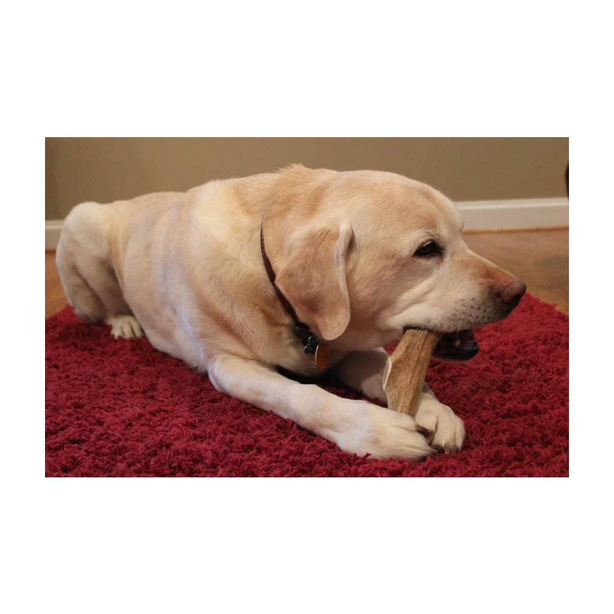 Elk Antlers For Dogs Rebate - RebateKey