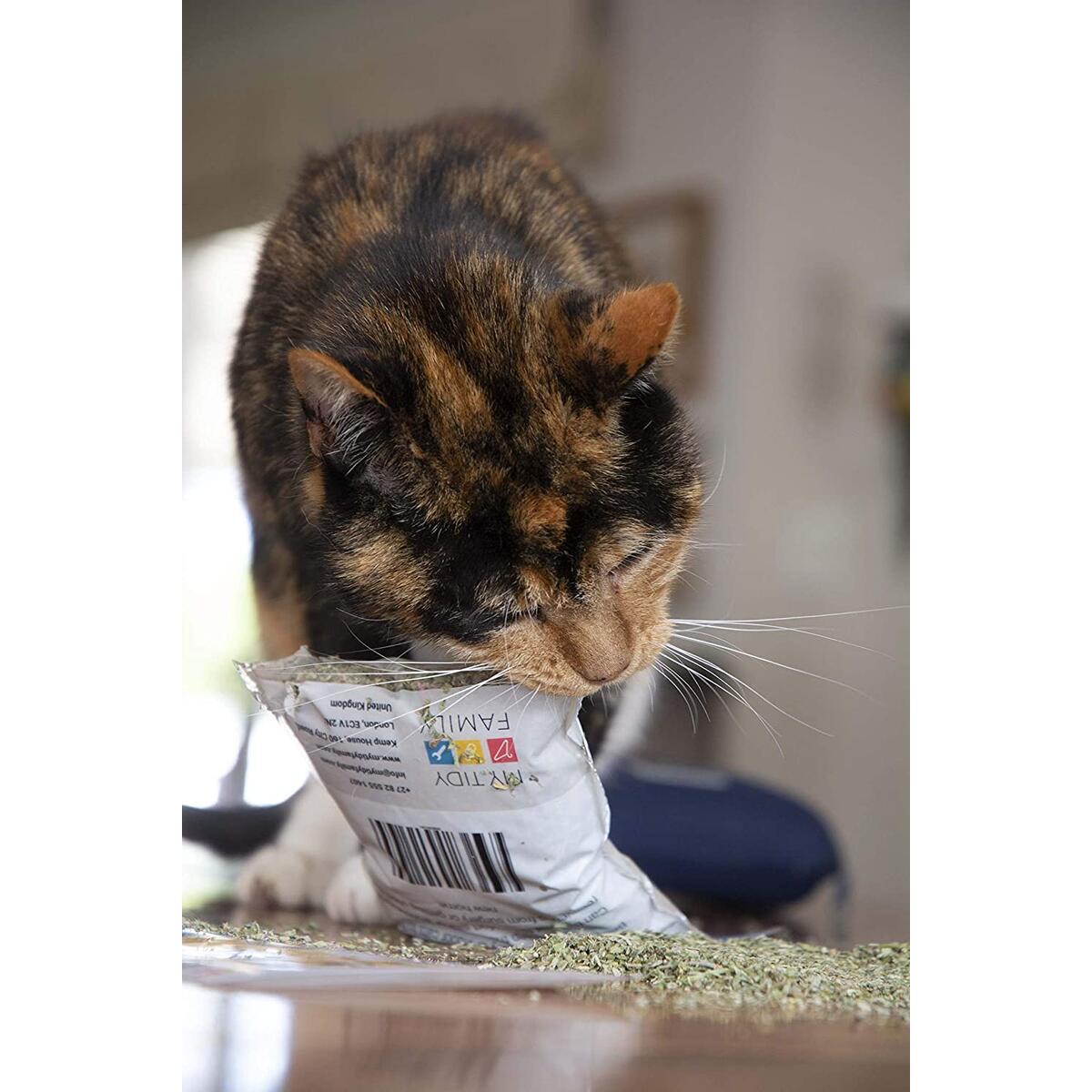 Catnip For Cats Rebate - RebateKey