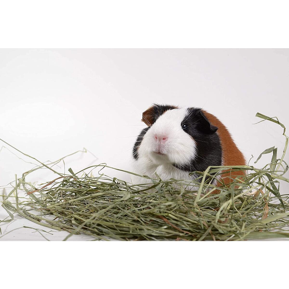 High Desert Timothy Hay Cash Back - RebateKey