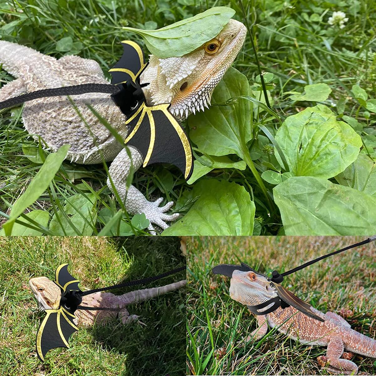 Bearded Dragon Carrier Cash Back RebateKey