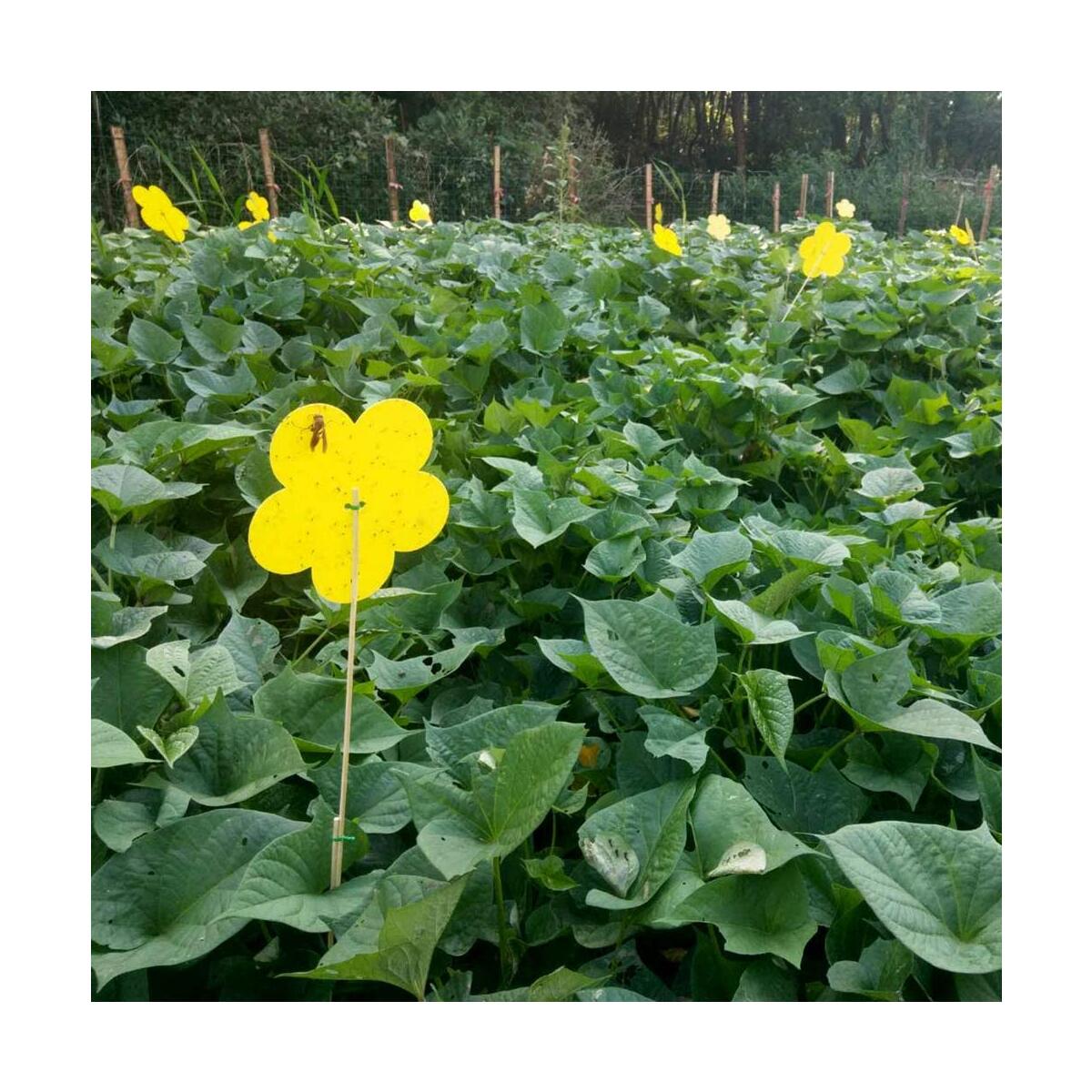 Insect Fly Trap Cashback Rebates - RebateKey